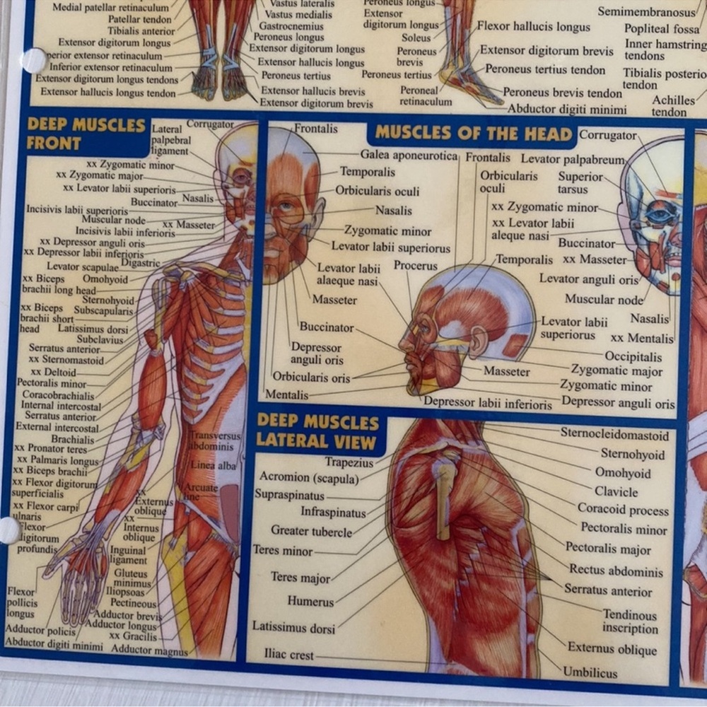Muscular System Educational Wall Chart/ Study Guide - Picture 3 of 6